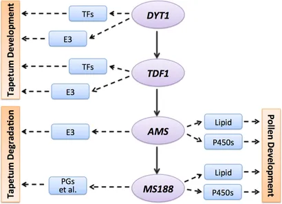 Frontiers | Gene Regulatory Network for Tapetum Development Frontiers | Gene Regulatory Network for Tapetum Development