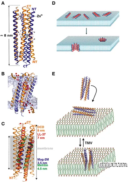 d*a様 Distinction I II III Ⅳ V structures RCSB PDB - 7DDZ: The Crystal Structure of Human Neuropeptide