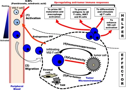 fimmu-08-01041-g002.jpg