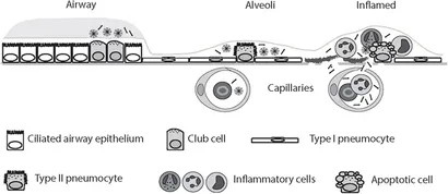 Frontiers | Surfactant Protein D in Respiratory and Non