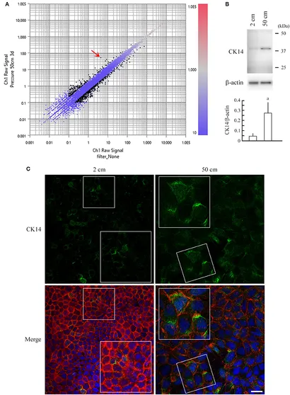 fphys-08-00997-g004.jpg
