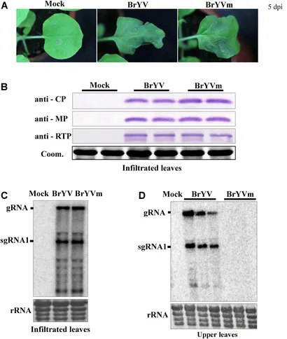 fmicb-09-00613-g001.jpg