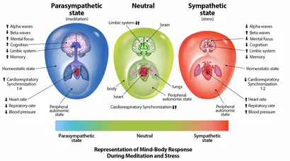 Frontiers | Top Mysteries of the Mind: Insights From the