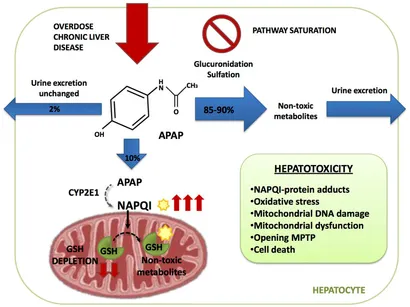 むー Cross-talks between osteoporosis and gut microbiome