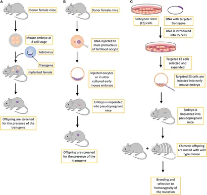 洋書 Mouse Genetics and Transgenics Mouse Genetics and Transgenics: A Practical Approach