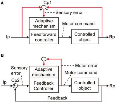 fncir-07-00001-g001.jpg