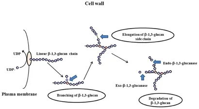 福袋特集 2025 modifying β-1,3-glucan | Frontiers enzymes Aspergillus in その他