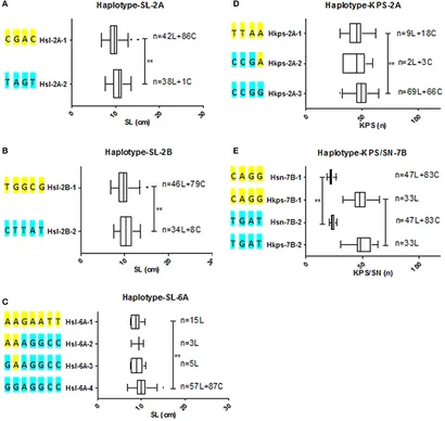 Frontiers | A Genome-Wide Association Study of Wheat Spike