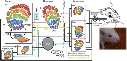 RETEN Whisker-Mediated Touch System in Rodents: From ... - Frontiers fnsys-13-00040-g001.jpg  