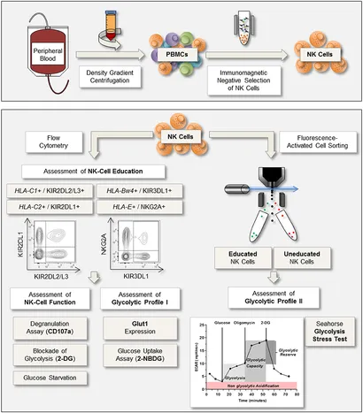Frontiers | NK cell subsets and dysfunction during viral