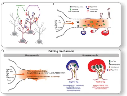 健康・医学 Synaptic Plasticity: New Research Synaptic plasticity and depression: new insights from stress