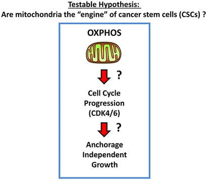 Frontiers | “Energetic” Cancer Stem Cells (e-CSCs): A New