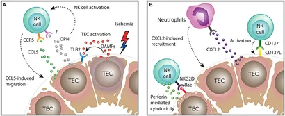 Natural Killer Cell Dysfunction and Its Role in COVID-19