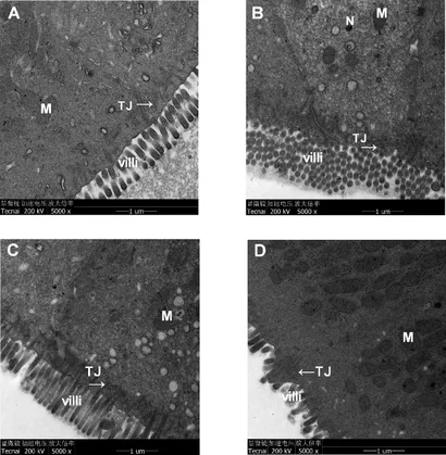 fphar-11-01069-g006.jpg