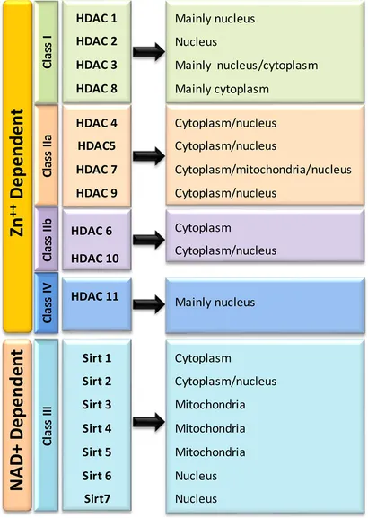 HDAC familiy classification
