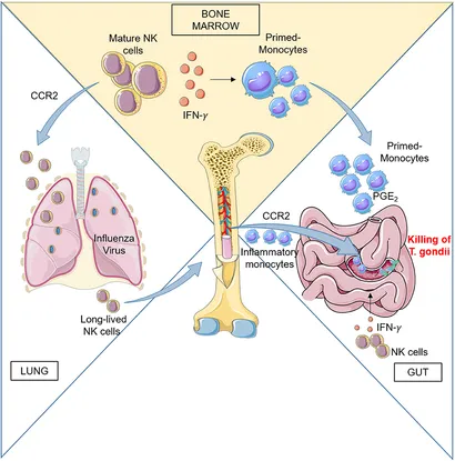Activation of 4-1BB signaling in bone marrow stromal cells