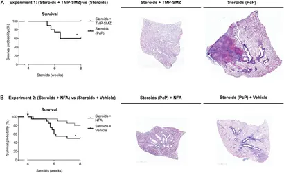 Frontiers | Niflumic Acid Reverses Airway Mucus Excess and Frontiers | Niflumic Acid Reverses Airway Mucus Excess and