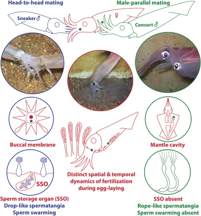 洋書 The Evolution of Insect Mating Systems Amazon | The Evolution of Insect Mating Systems | Shuker