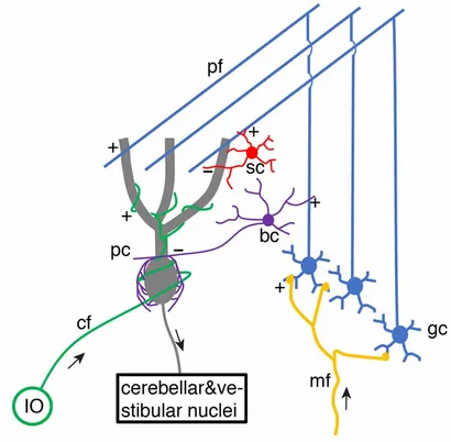 その他 [FaB] Cerebellum Processor CF Cytoarchitecture of the cerebellum. (A) Cross-sectional