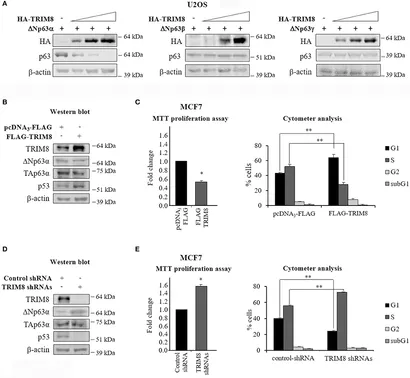その他 Mi fonc-09-01154-g001.jpg