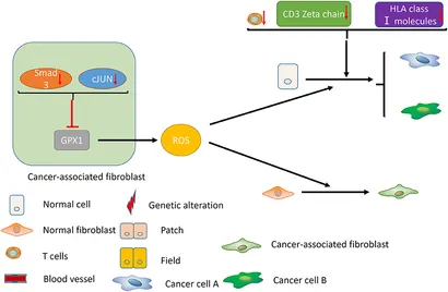 Frontiers | Susceptibility of Multiple Primary Cancers in