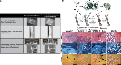 Frontiers | Targeted Drug Delivery via the Use of ECM