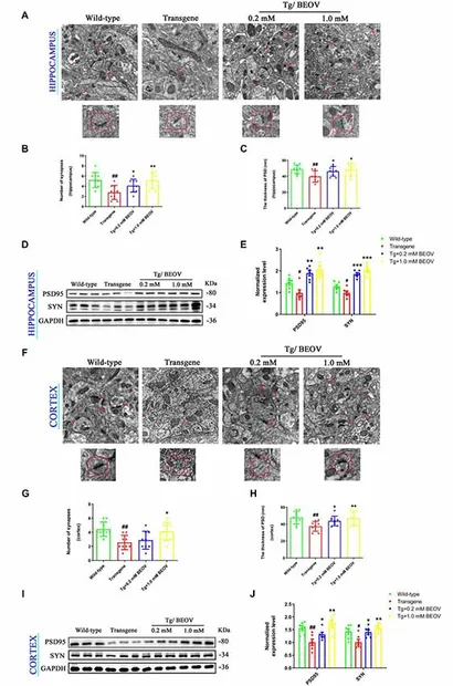 Frontiers | The Protective Effect of Vanadium on Cognitive