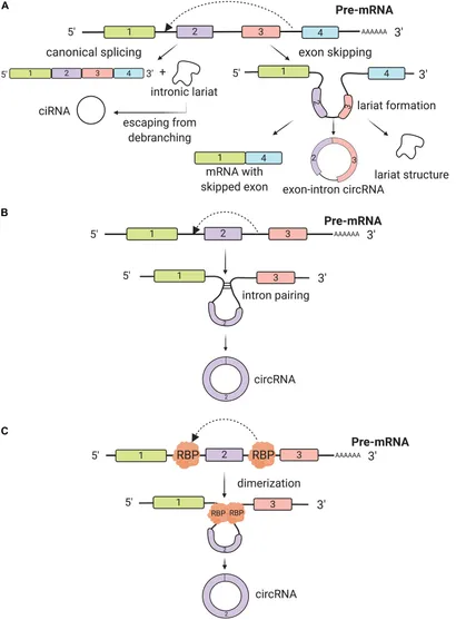 fcell-08-00050-g001.jpg