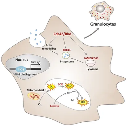 PEARLY GATES - C Frontiers | Transcriptomic Evidence Reveals the Molecular