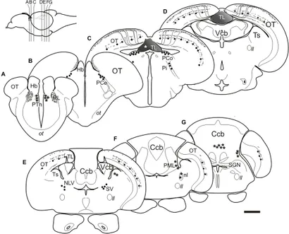 fncir-14-00008-g005.jpg