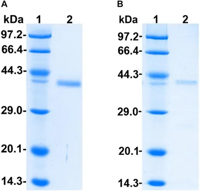 fmicb-11-01200-g001.jpg