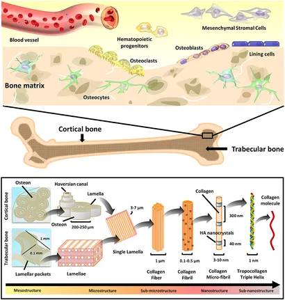 fbioe-08-00474-g001.jpg