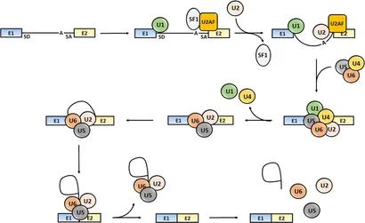 - order page - RAS Renal Cell-Targeted Drug Delivery Strategy for Acute Kidney