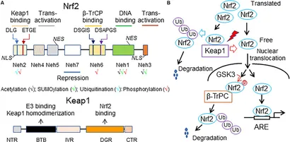 Nrf2: A promising therapeutic target in bone-related