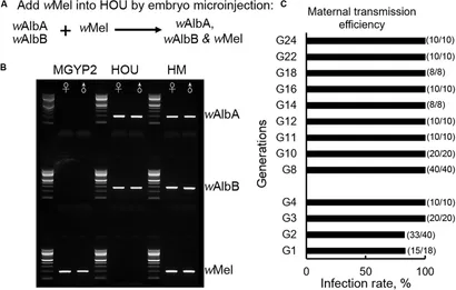 正規通販 | Frontiers Wolbachia and Competition Inter-Strain ウィッグ・エクステ