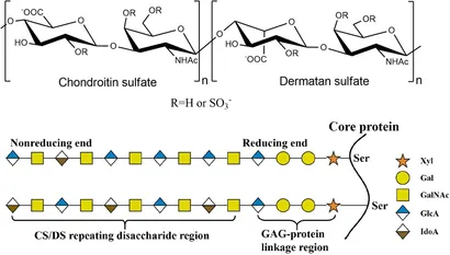 Frontiers | Research and Application of Chondroitin Sulfate
