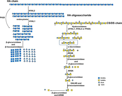 Frontiers | Research and Application of Chondroitin Sulfate
