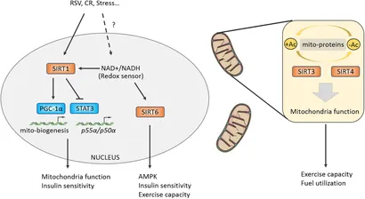 Frontiers | Role of Histone Deacetylases in Skeletal Muscle
