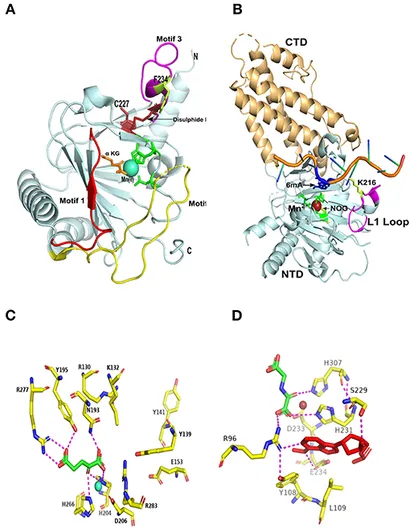 ふぁいと Frontiers | Structural Insights Into m6A-Erasers: A Step