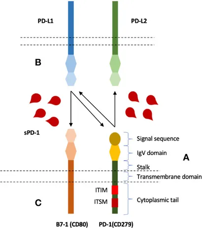 Frontiers | Soluble PD-1: Predictive, Prognostic, and Therapeutic
