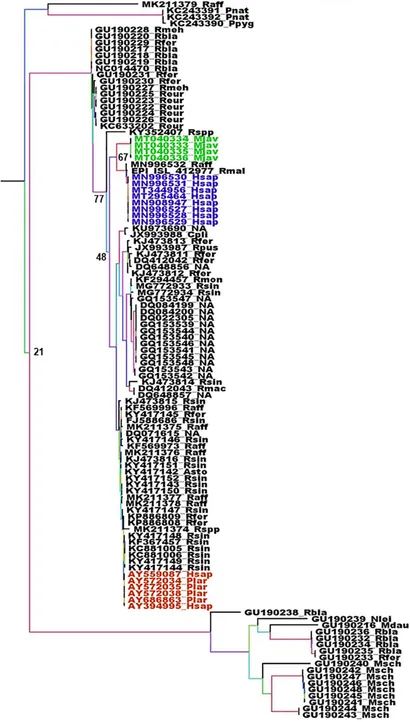 Frontiers | Emergence of Bat-Related Betacoronaviruses