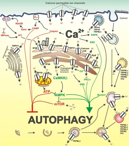 fphys-04-00272-g001.jpg