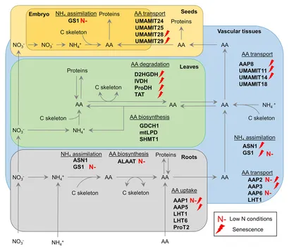 Frontiers | Manipulating Amino Acid Metabolism to Improve Crop