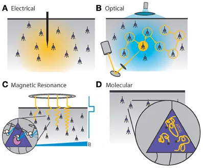 Large-Scale Neuronal Theories of the Brain (Computational