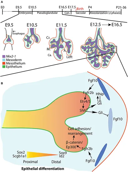 洋書 MORPHOGENESIS Morphogenesis in Plant Tissue Cultures | SpringerLink
