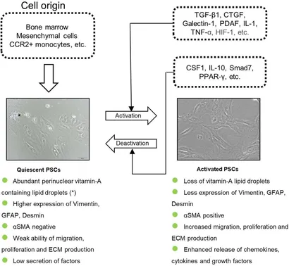 驚きの値段で Frontiers | The Role of Stellate Cells in Pancreatic Ductal ブシロードその他