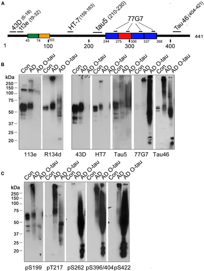 Tau Protein: Methods and Protocols (Methods in Molecular