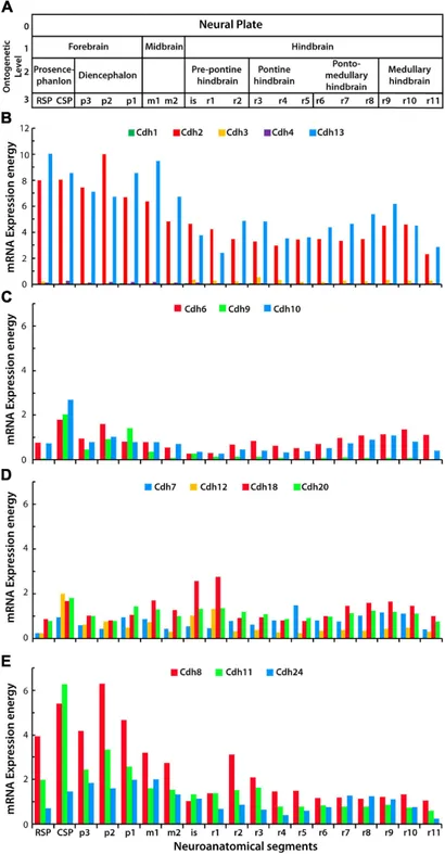 Frontiers | Differential Spatiotemporal Expression of Type I