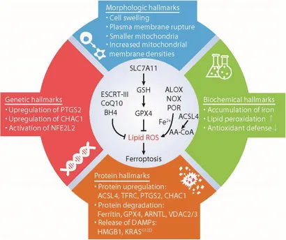 Frontiers | Characteristics and Biomarkers of Ferroptosis