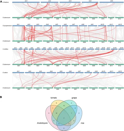 Frontiers | Identification and Analysis of bZIP Family Genes